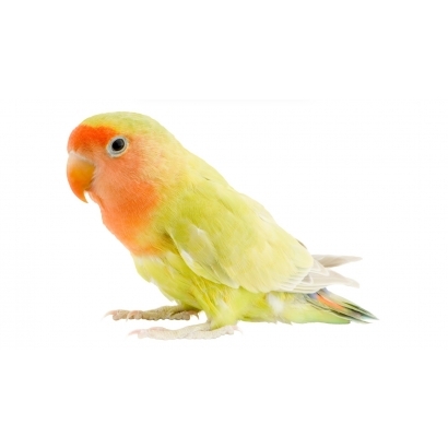 bird rep.jpg