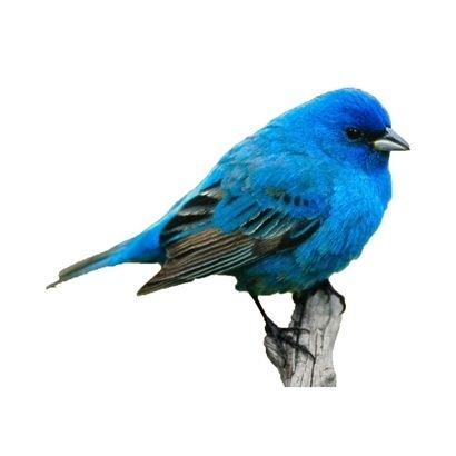 bird04.jpg