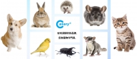 Canary banner.jpg