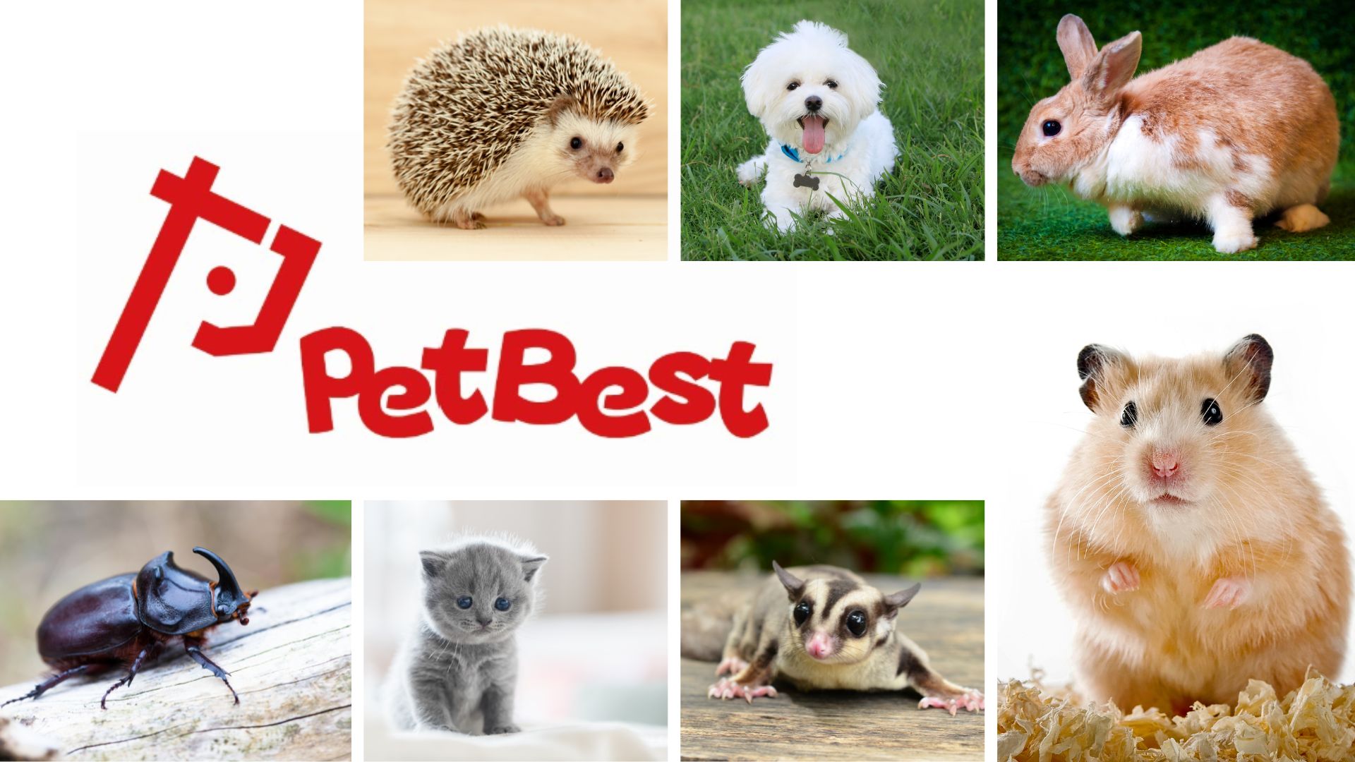 PetBest