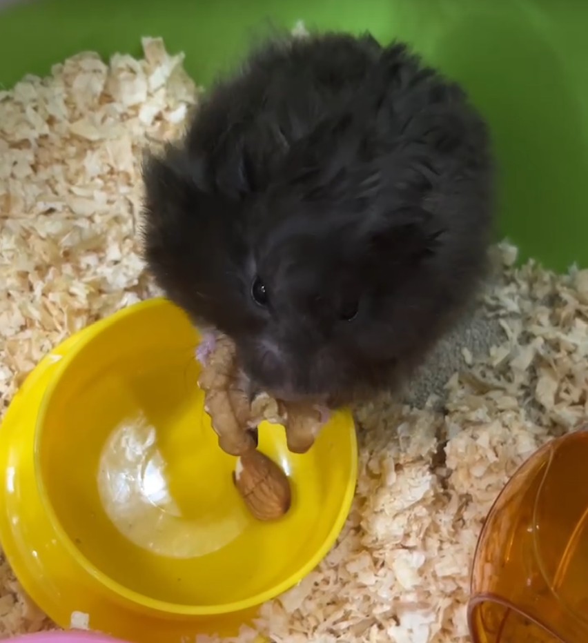 Black Mochi
