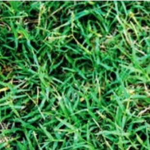 grass 3.jpg