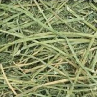 grass 2.jpg