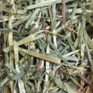 grass 1.jpg