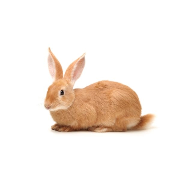 rabbit.jpg