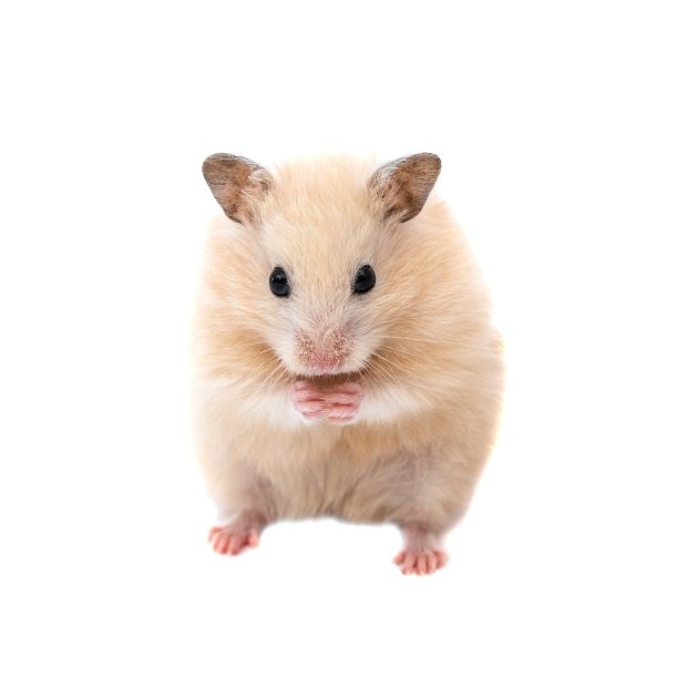 rat.jpg