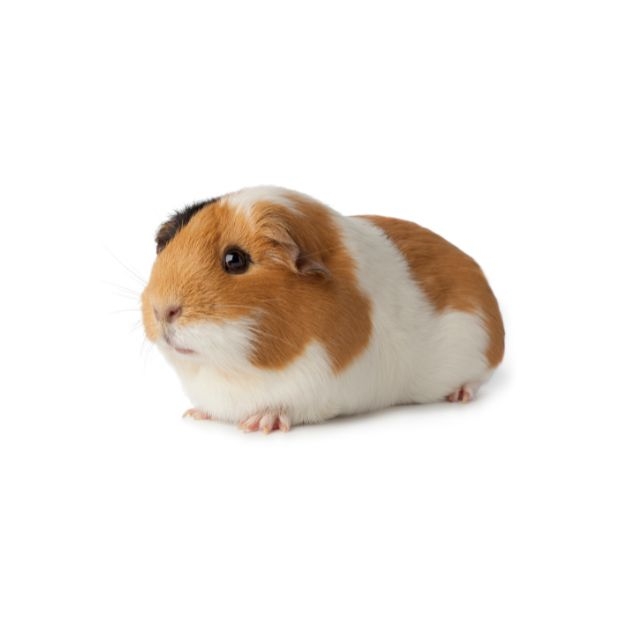 Happy Hamster _3_.jpg