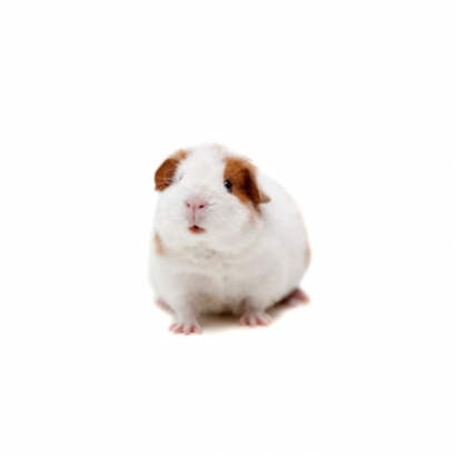 Happy Hamster _1_.png