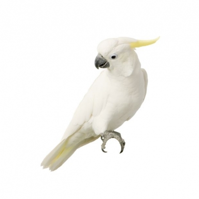 parrot.jpg parrot.jpg