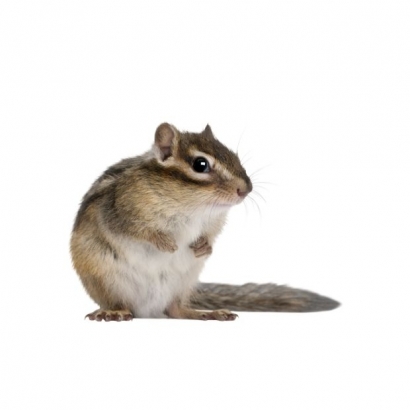 chipmuck.jpg chipmuck.jpg