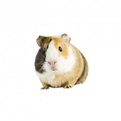 Happy Hamster _3_.png Happy Hamster _3_.png