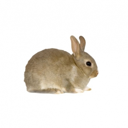 rabbit _2_.jpg rabbit _2_.jpg