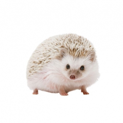 hedgehog.jpg