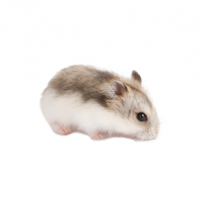 Happy Hamster _2_.png Happy Hamster _2_.png