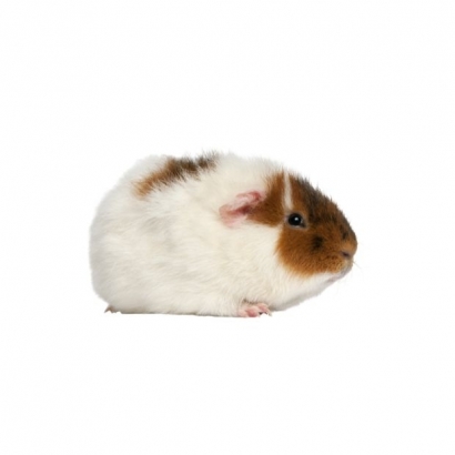 Happy Hamster _1_.jpg Happy Hamster _1_.jpg