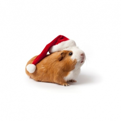 Happy Hamster _2_.jpg Happy Hamster _2_.jpg