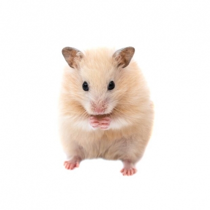 rat.jpg rat.jpg