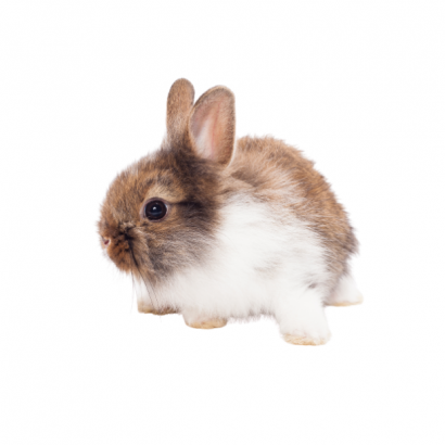 rabbit.png rabbit.png
