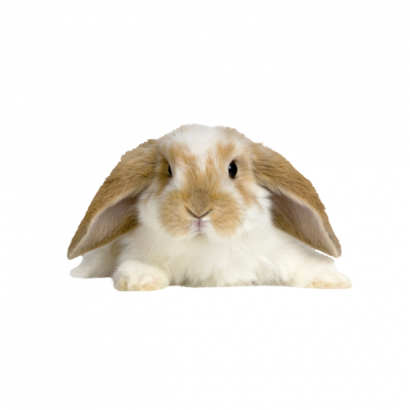 rabbit _2_.png rabbit _2_.png